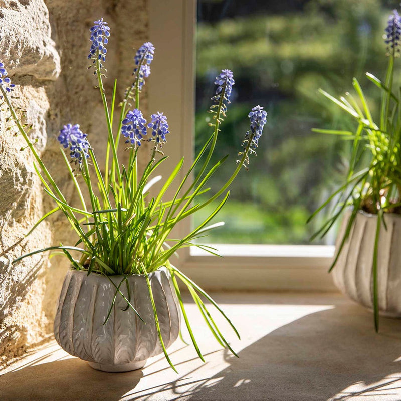 Osmington Pot Small